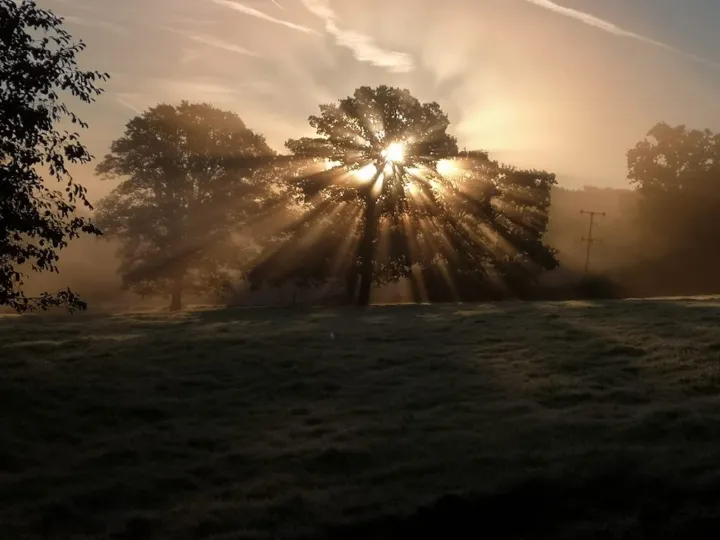 Sunlight streams through the branches of a large tree, casting dramatic rays over a misty field during sunrise.