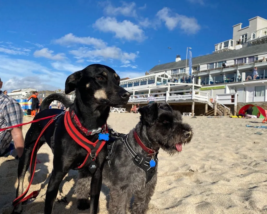 Two dogs wearing harnesses standing on a sandy beach with a background of buildings and a blue sky.