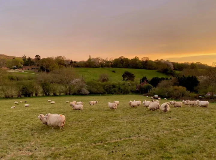 Sheep grazing on a green field at sunset with a backdrop of rolling hills and trees.