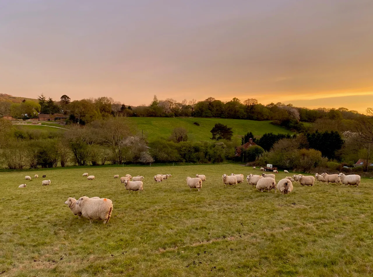 Sheep grazing on a green field at sunset with a backdrop of rolling hills and trees.