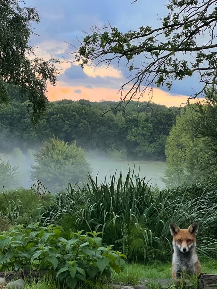 A red fox sits alert in front of a misty field with tall grass and trees under a colourful sunset sky in the countryside.