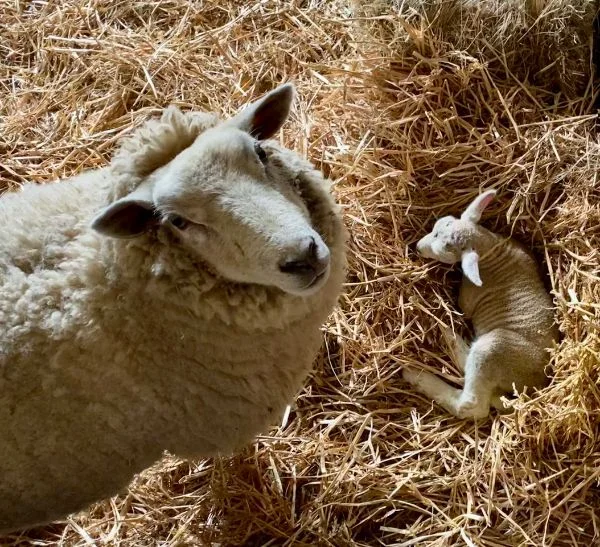 A mother sheep rests in a barn next to her newborn lamb lying on straw, bathed in soft natural light.