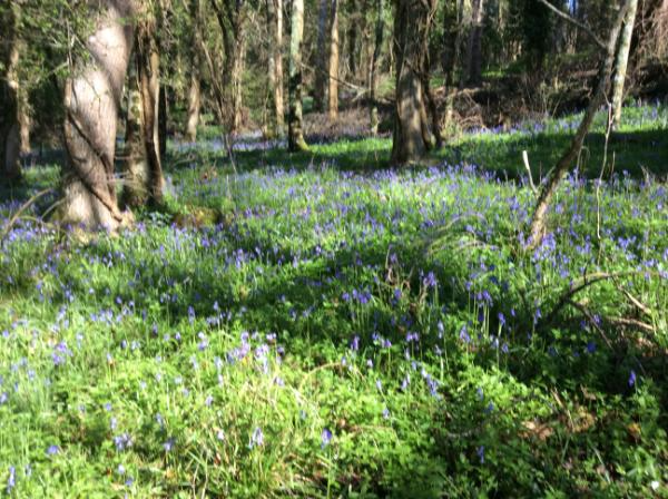 Garden with flowers.