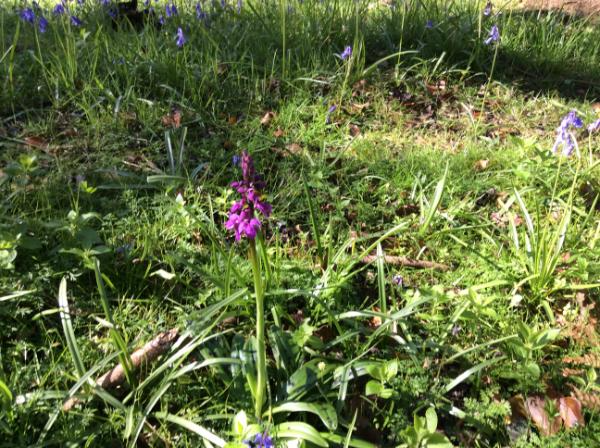 Flowers in a garden.