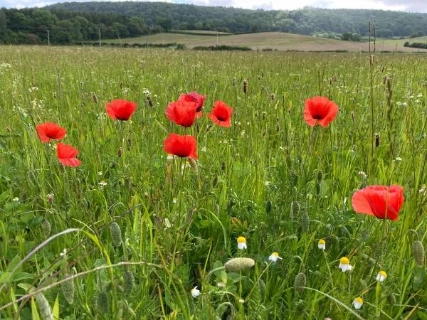 Red flowers in a garden.