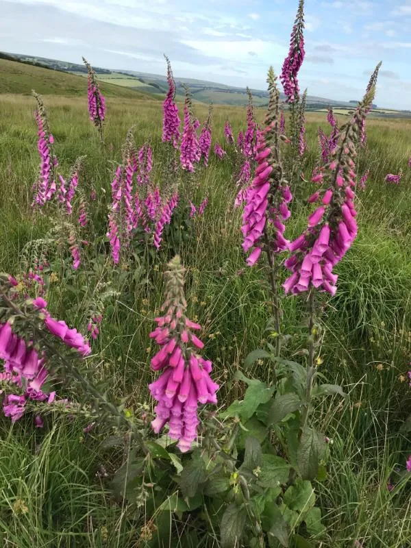Pink flowers in a garden.