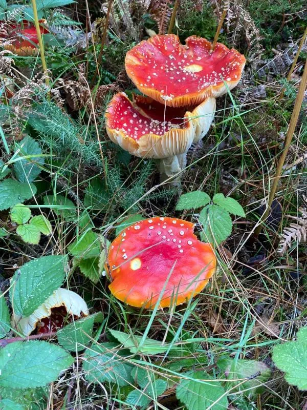 Mushrooms in a garden.