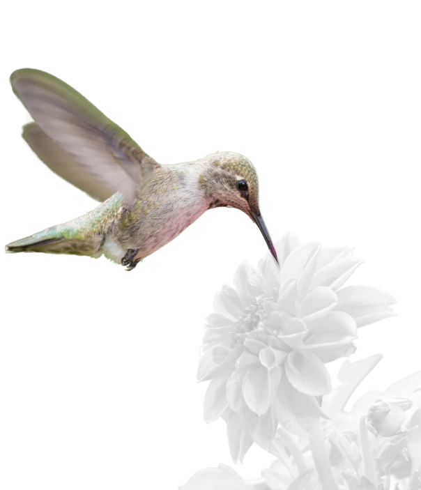 Colorful hummingbird feeding on a small, colorless flower
