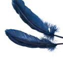 Deep blue feathers