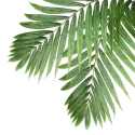 A leaf