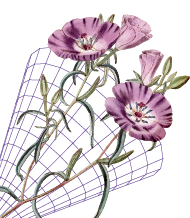 A bouquet of flowers over a torus cone