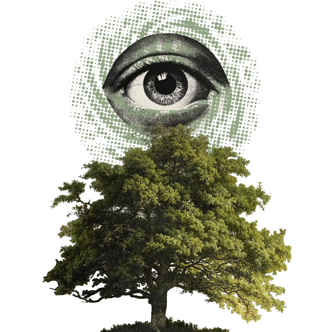 Collage of an all seeing eye perched above a tree