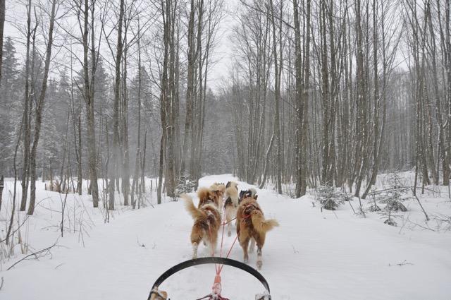 View from a sled being pulled by a team of huskies through a snowy forest trail during winter.