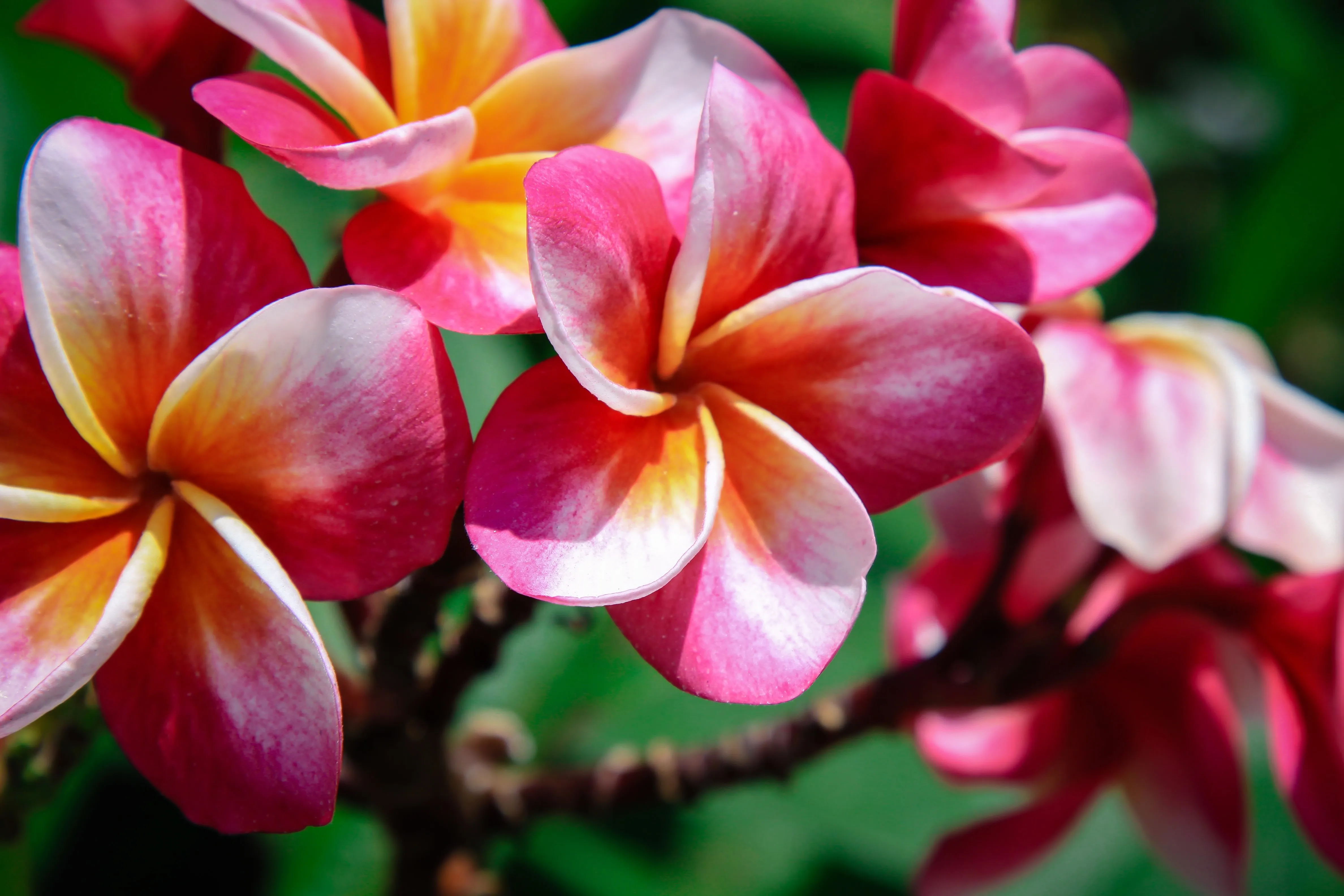 A bunch of pink and yellow plumerias on a tree.