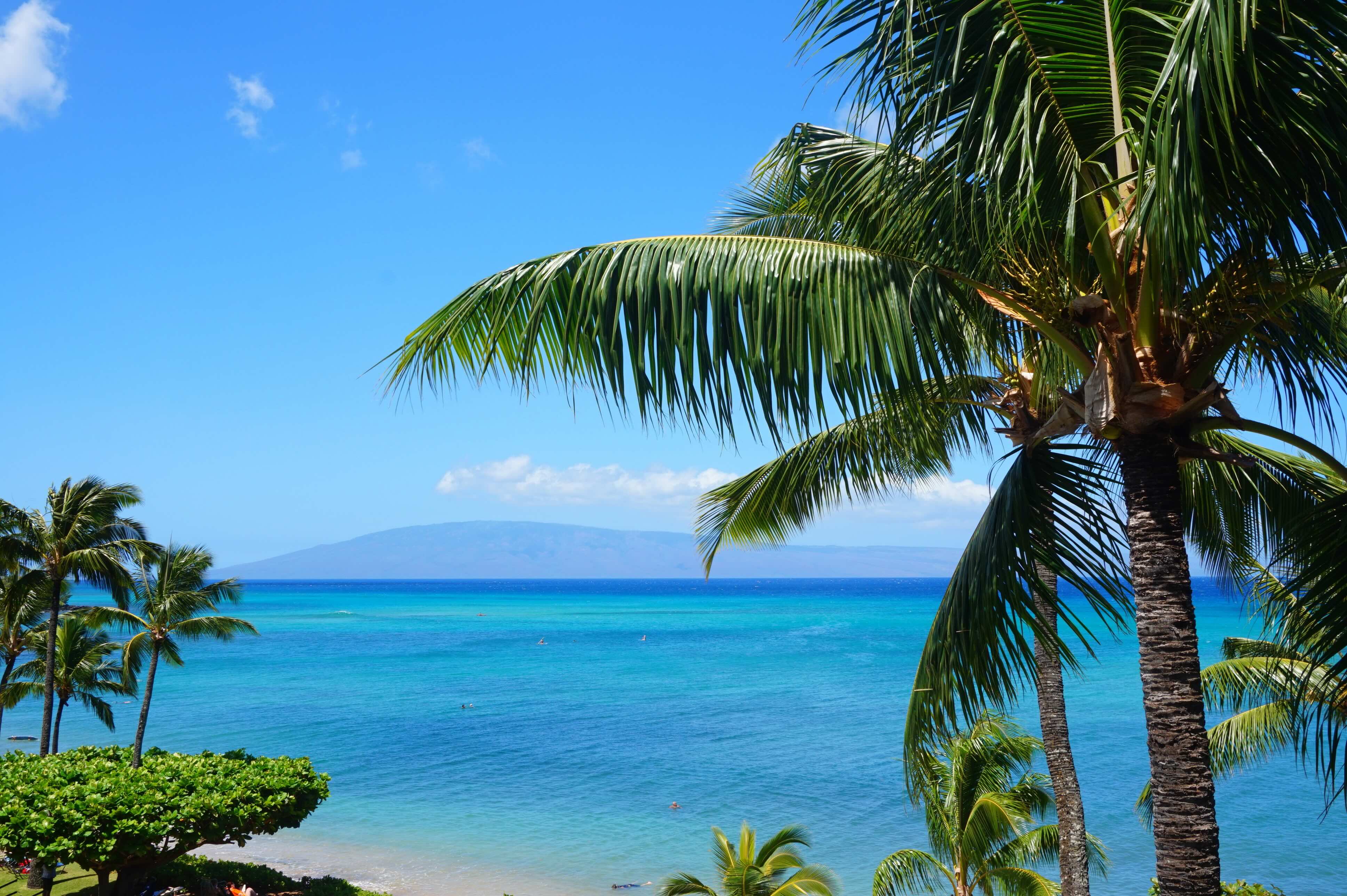 A sunny beach in Hawaii with palm trees.