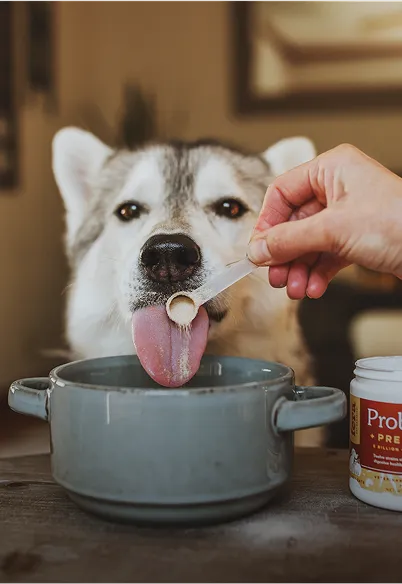 Pet Services