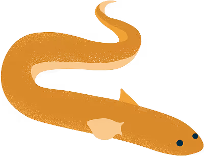 Eel