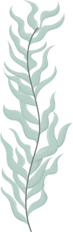 Sea Vine
