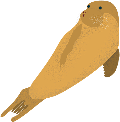 Sea Lion