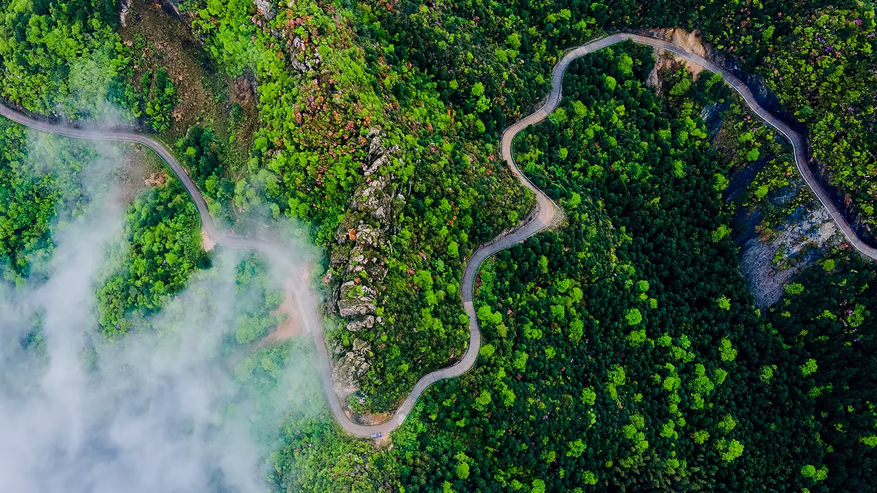 Widok z lotu ptaka na krętą drogę przez gęsty zielony las z mgłą po lewej stronie.