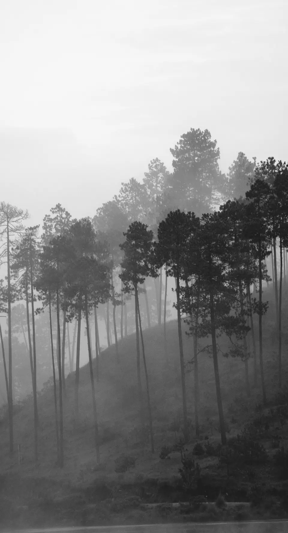 Foggy hillside forest with tall pine trees in grayscale.