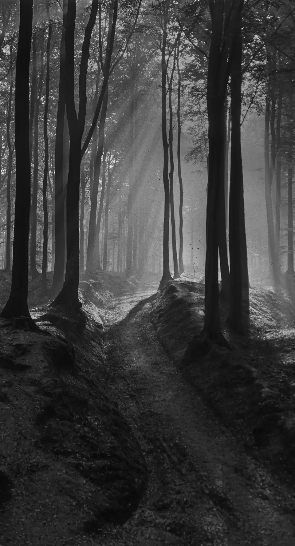 Black and white image of a forest path with tall trees and sun rays filtering through the mist.