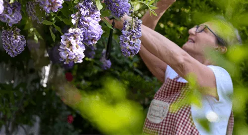 Elderly woman smiling while gardening