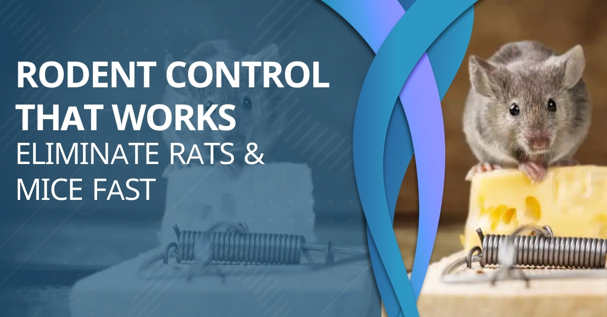 Rodent Control That Works Eliminate Rats & Mice Fast