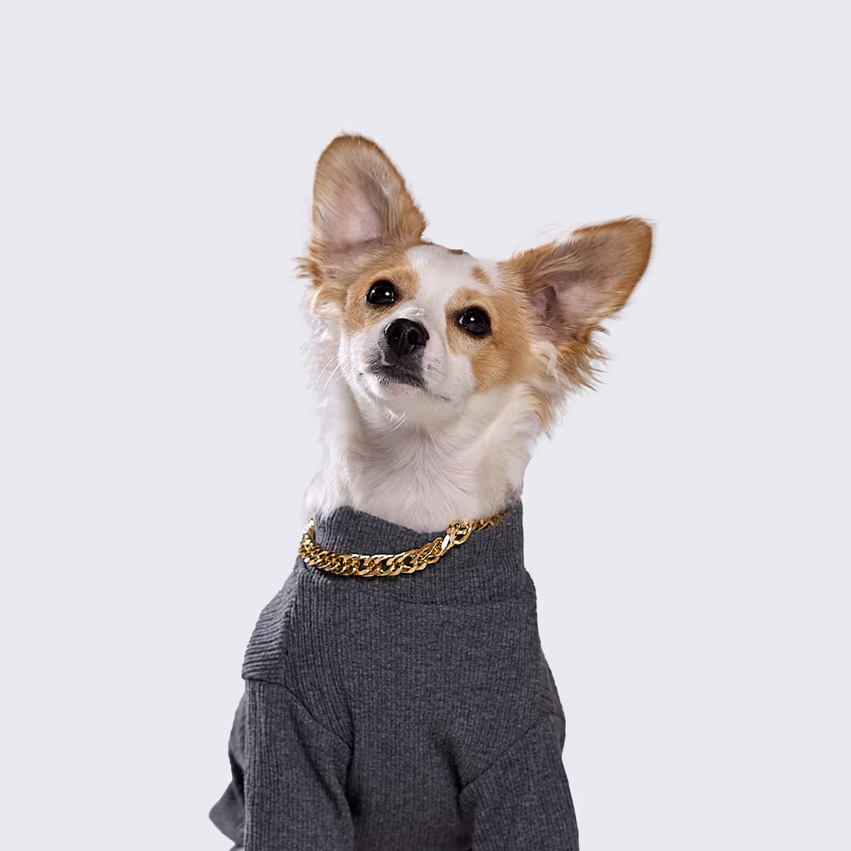 Headshot for Bagel Wusyk, Barketing Coordinator at Maven Media Group who also happens to be a dog