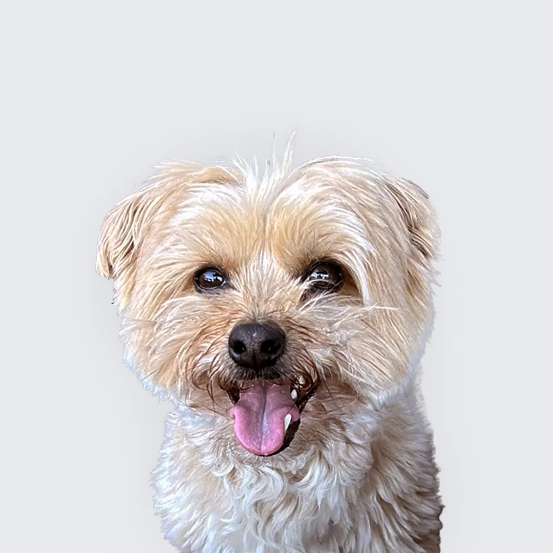Headshot for Buster Kerr, Pawject Manager at Maven Media Group who also happens to be a dog