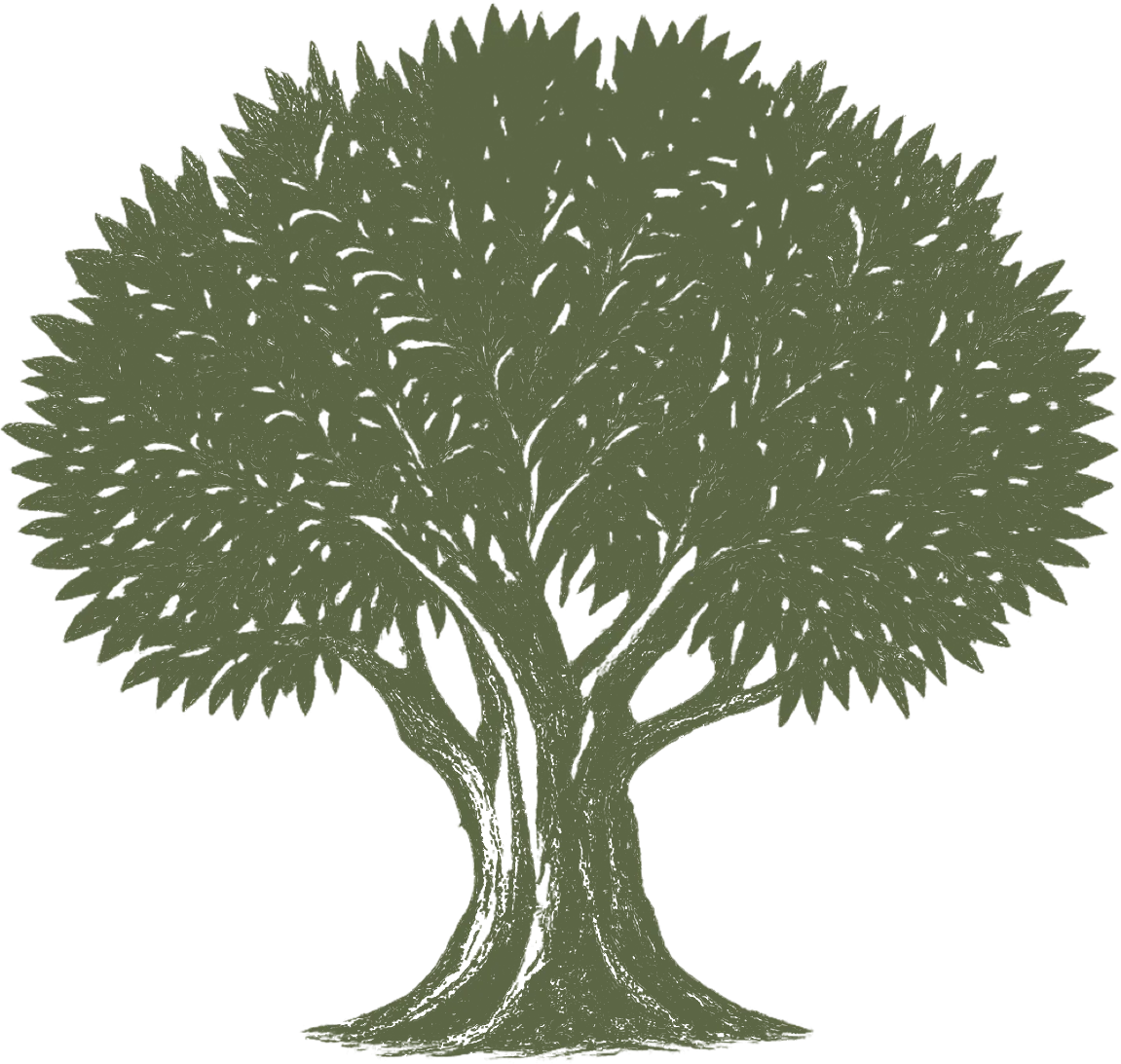 Lush green tree with thick trunk and wide, textured canopy
