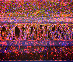 Vibrant abstract artwork with interwoven lines and explosive colorful patterns