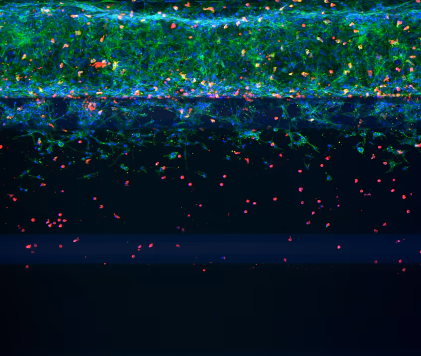Colorful microscopic image of cells with fluorescent green and red dots