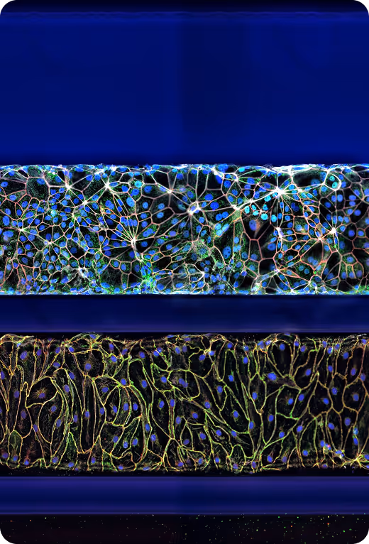 Fluorescent microscope image of neural network with interconnected glowing cells