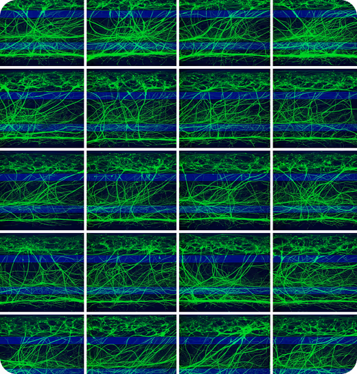 Neural network or neuron connections visualization in green and blue