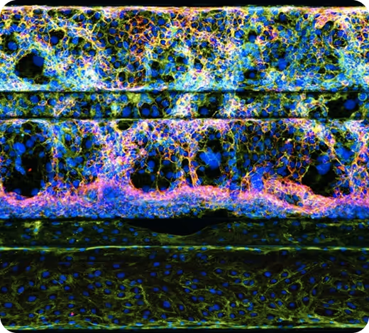 Microscopic cellular tissue with vibrant multicolored neural network-like structures