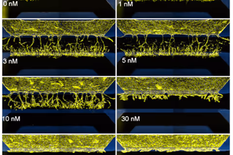 Microscopic images showing cellular or tissue structure changes at different concentrations