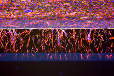 Microscopic cellular network with vibrant purple, red, and blue colors