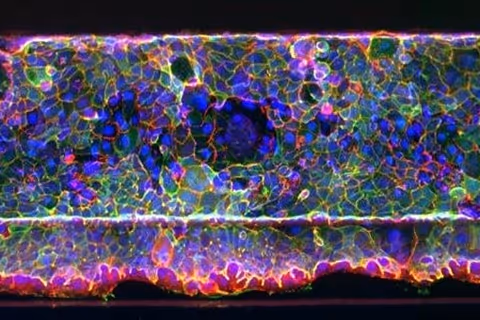 Colorful microscopic view of cellular structures with vibrant interconnected patterns