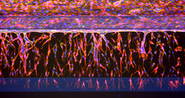 Colorful microscopic neural network with vibrant branching structures