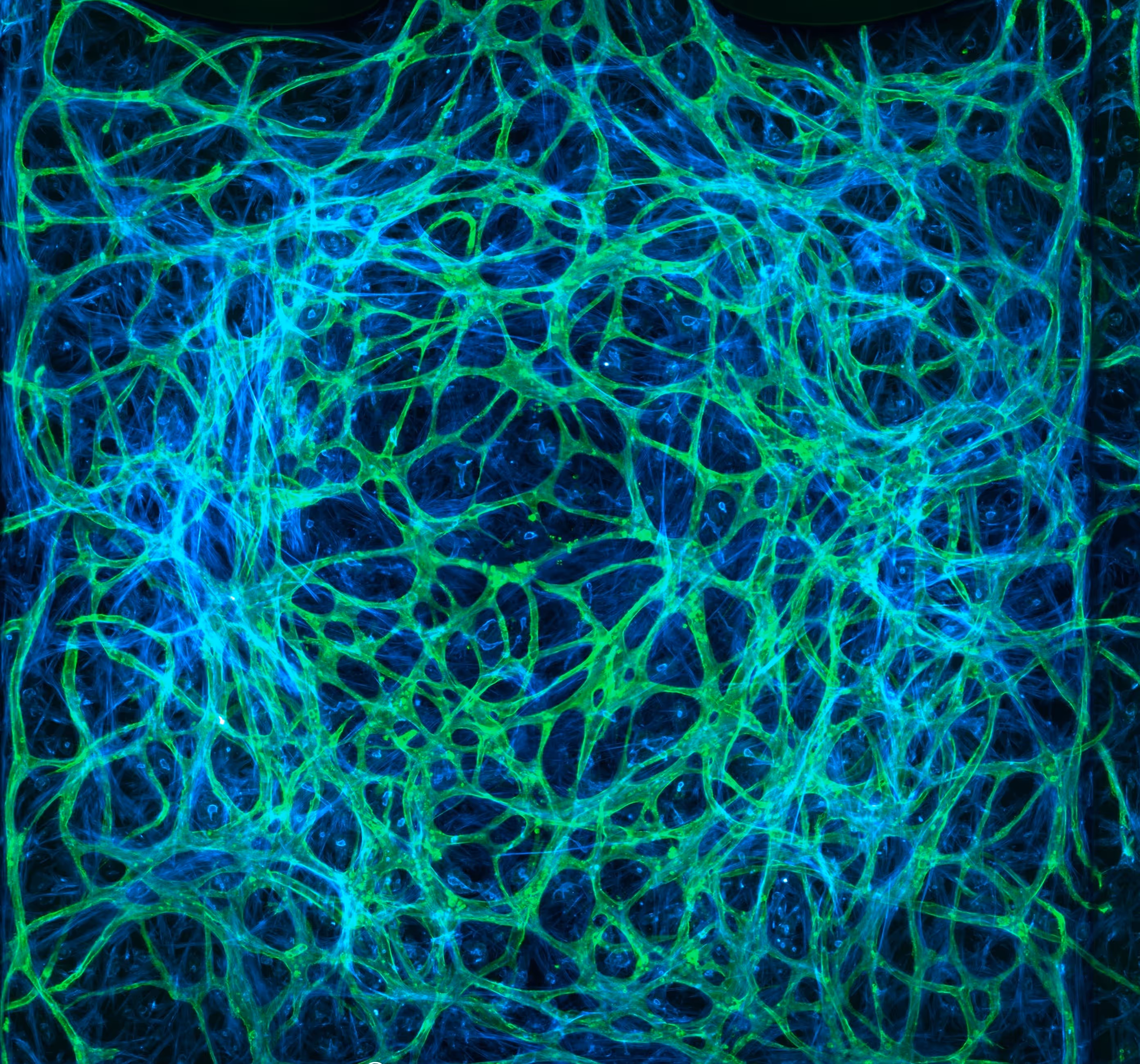 Microscopic network of green and blue interconnected neural or cellular structures