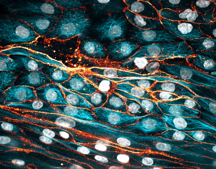 Microscopic view of cells with glowing neural networks in teal and orange