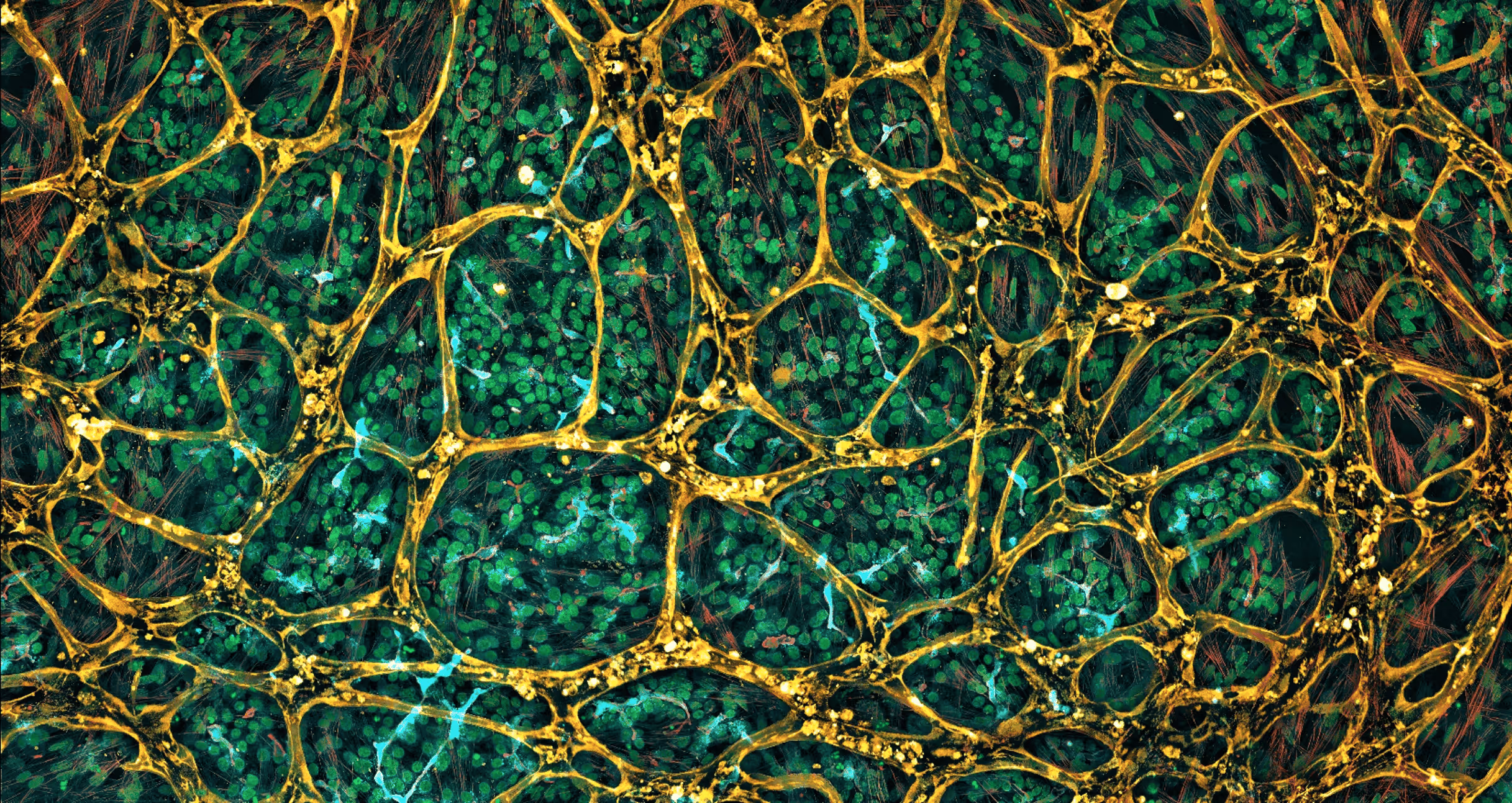 Microscopic view of interconnected green cells with golden network