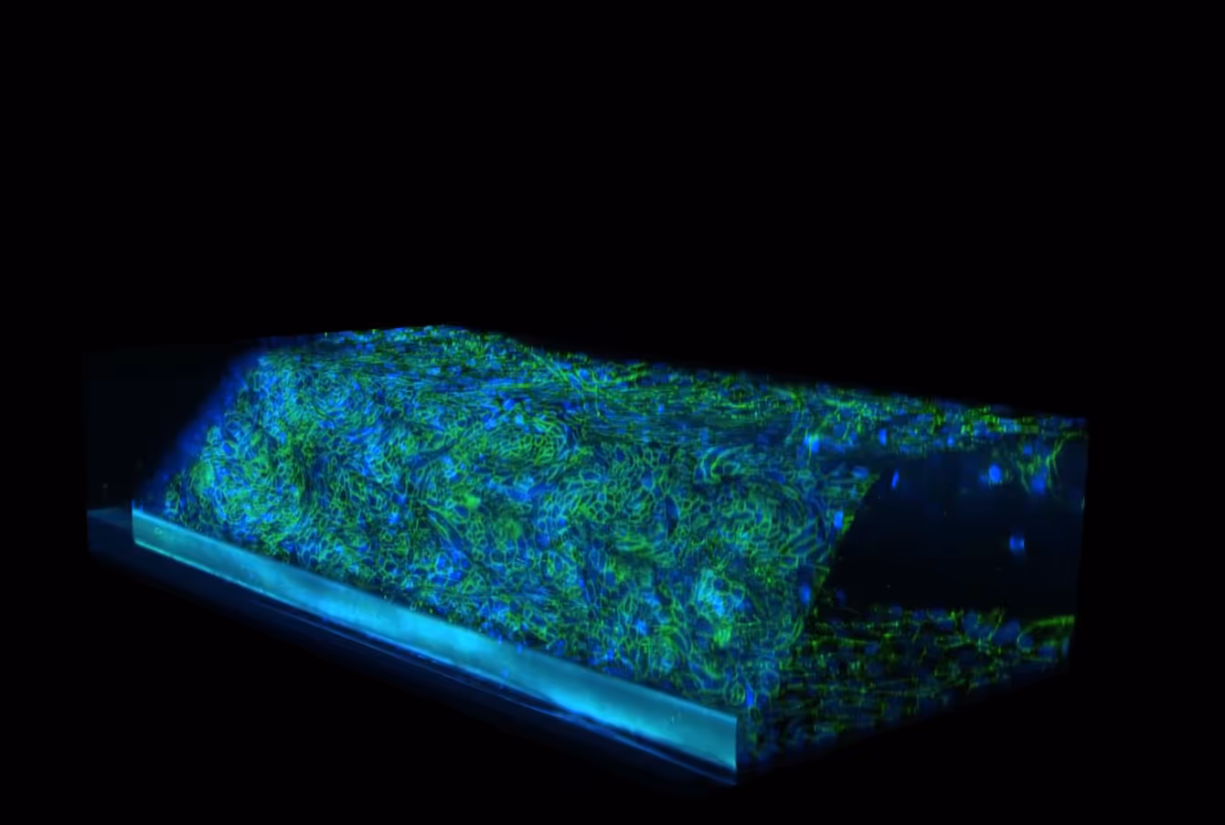 Fluorescent microscope image of cellular tissue in blue and green