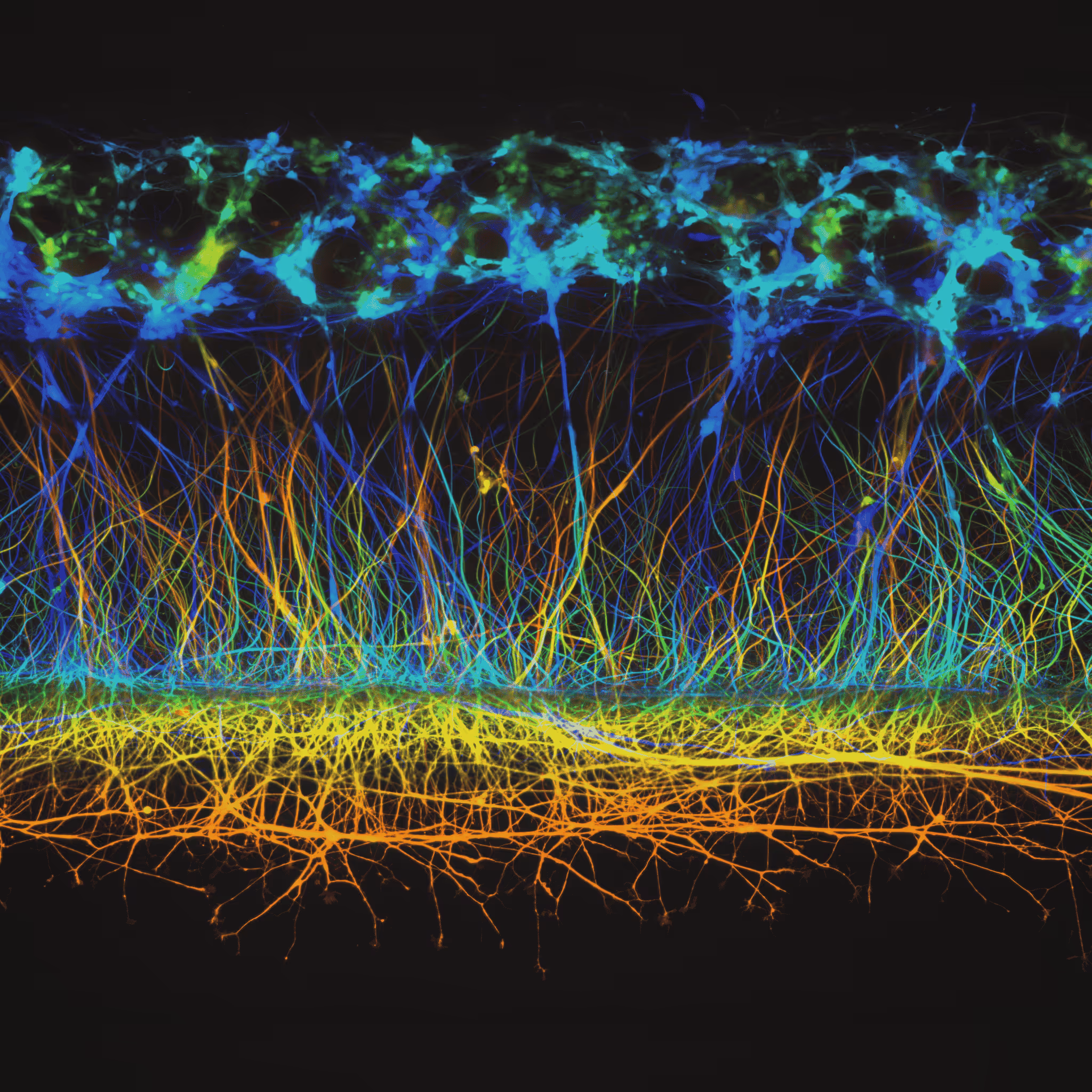 Colorful neural network microscopic view with branching neurons and synapses