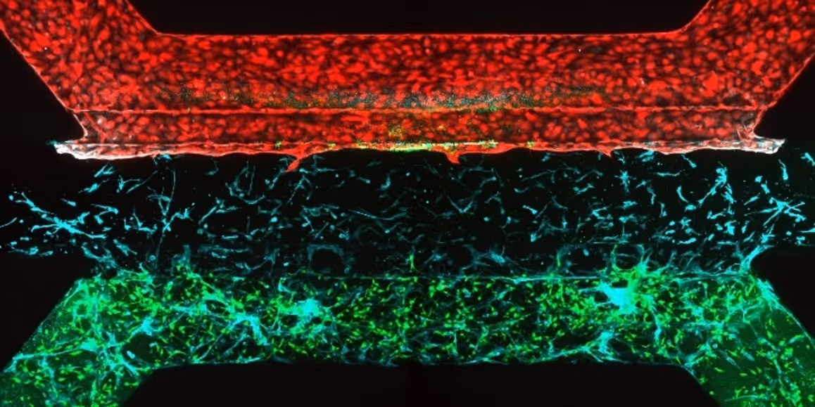 Microscopic cellular tissue with red, green, and blue fluorescent staining