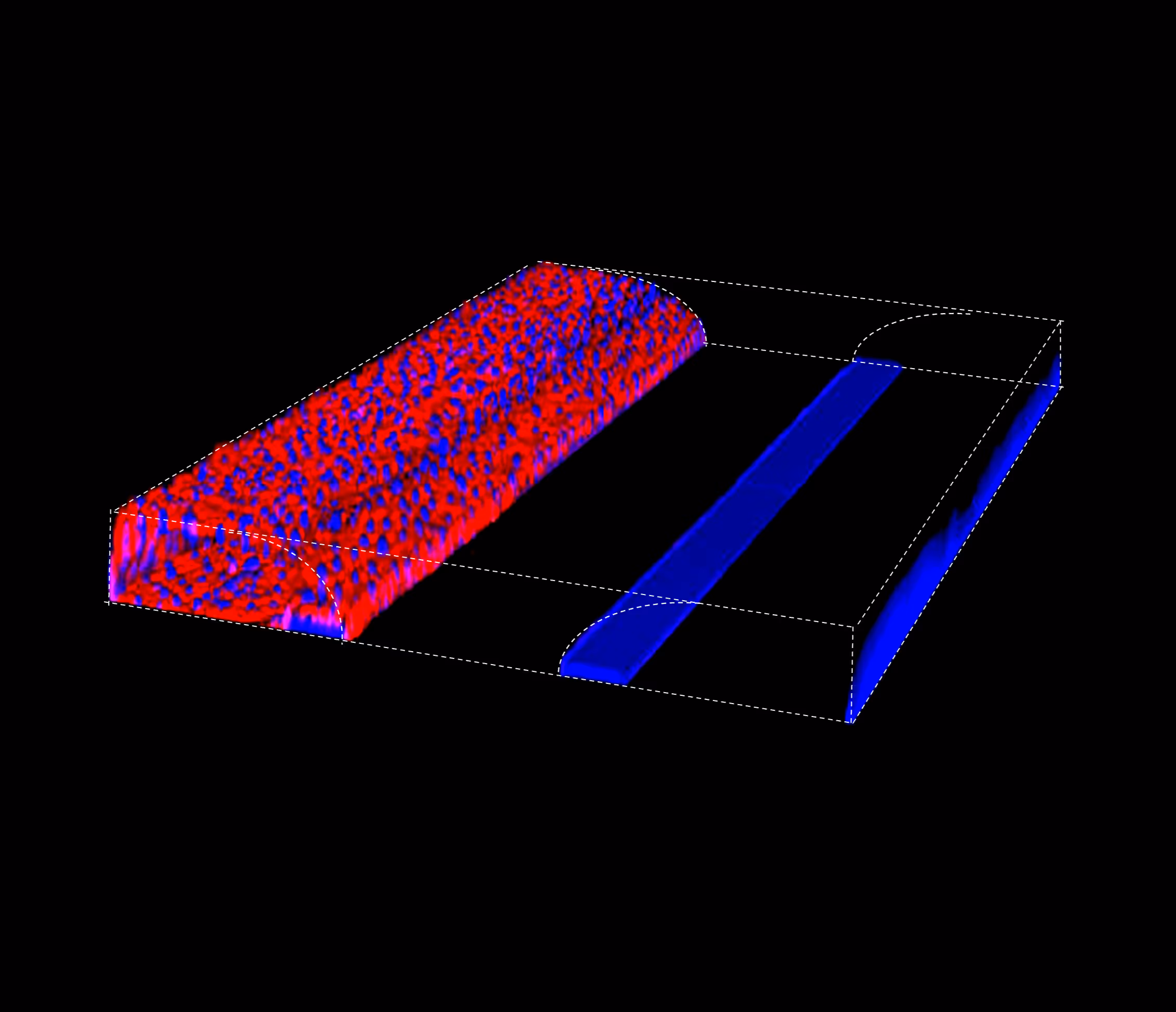 3D scientific visualization of red and blue cellular or molecular structure