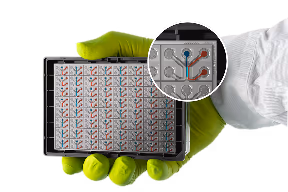 Scientist holding microfluidic chip with microscopic channel network