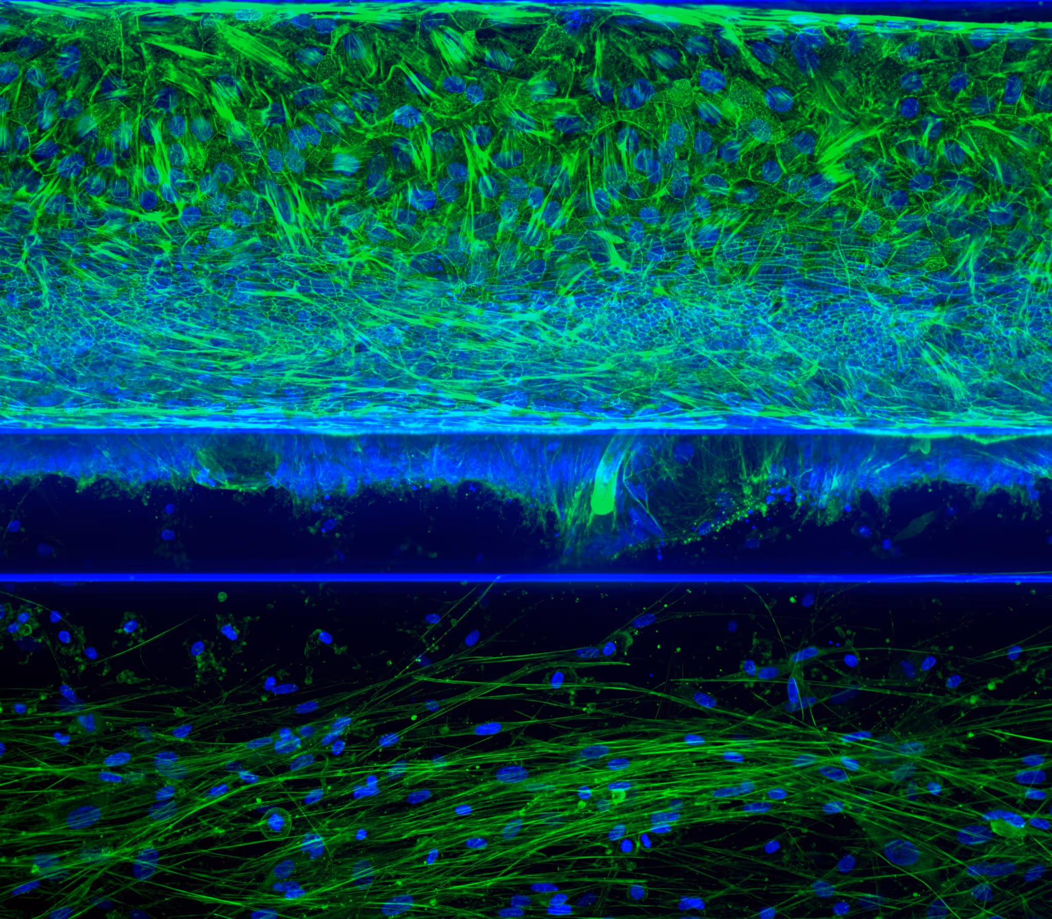 Microscopic view of cells and neural networks in green and blue