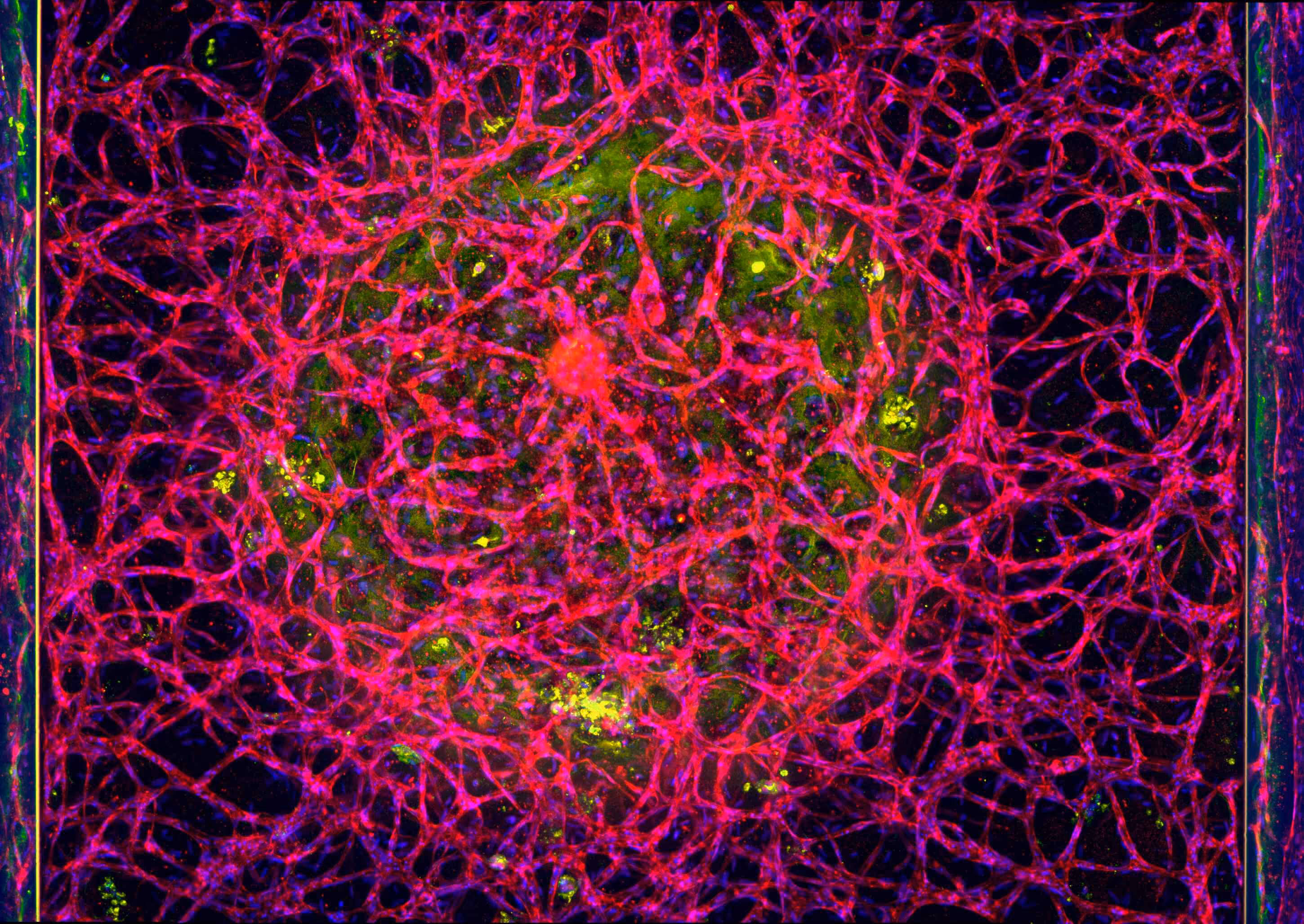 Fluorescent microscopy of interconnected cellular network with pink and green cells